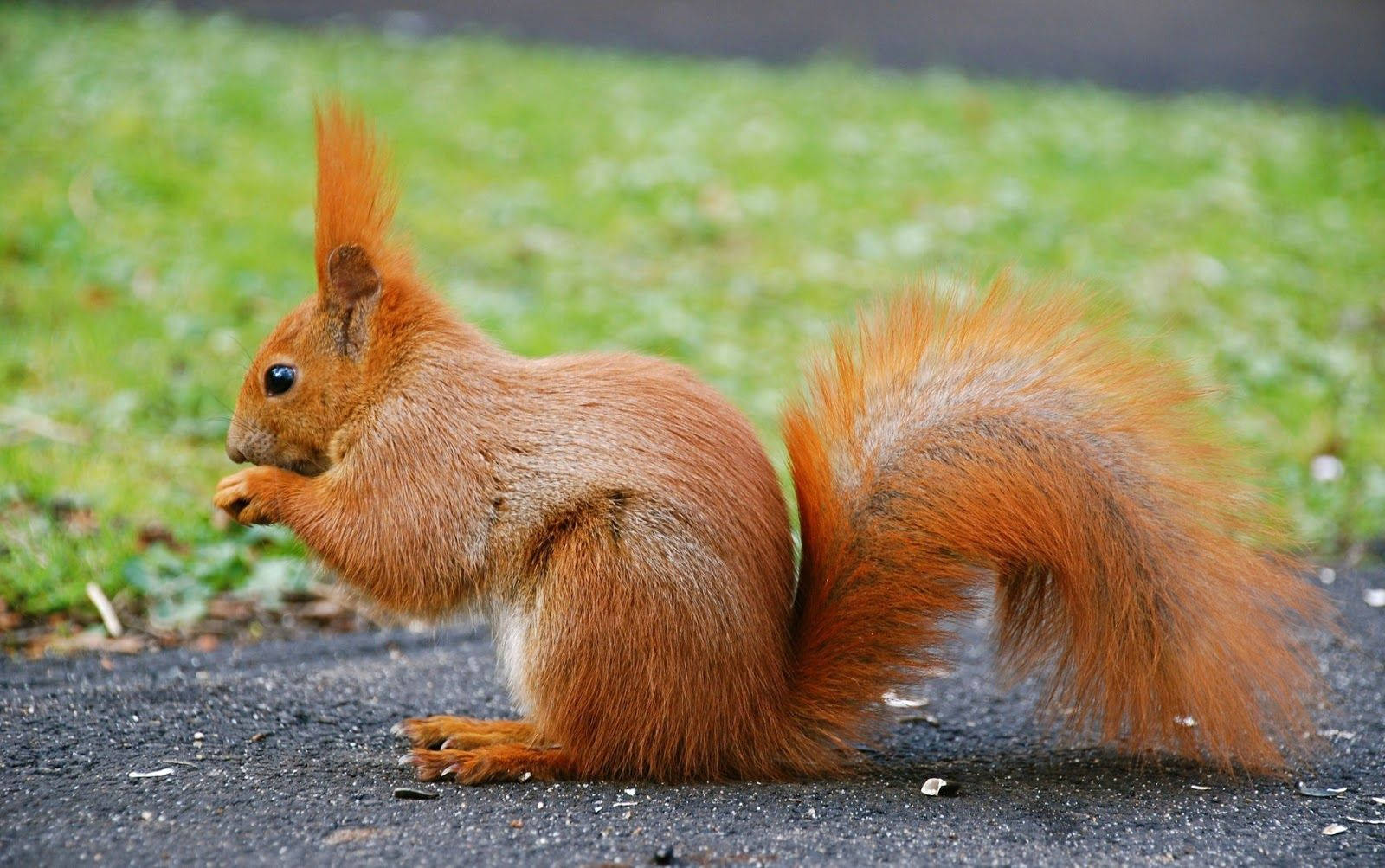 Animal Planet Red Squirrel Wallpaper