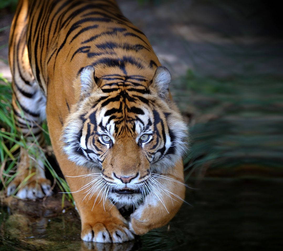Animal Planet Stalking Tiger Wallpaper