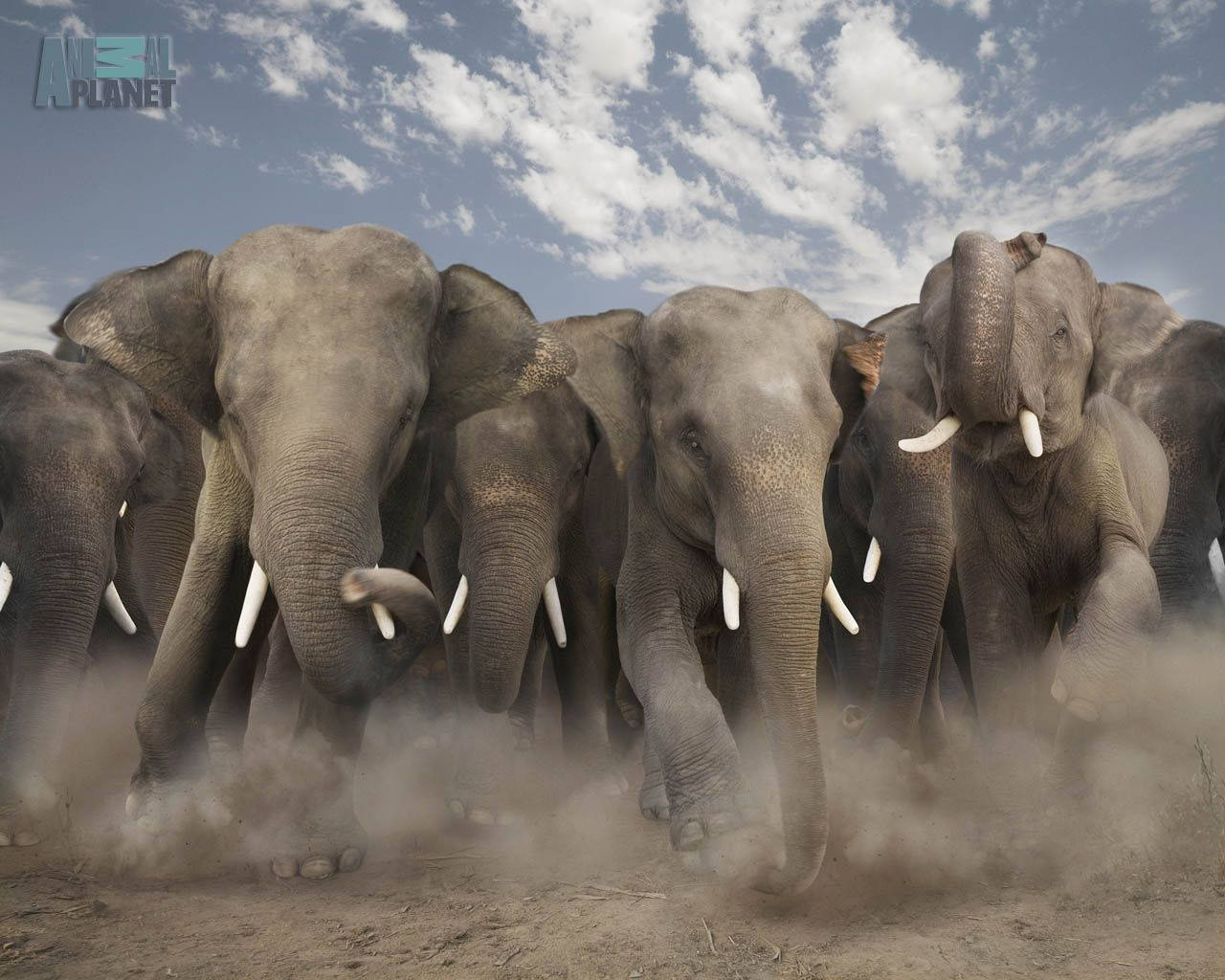 Animal Planet Stampeding Elephants Wallpaper