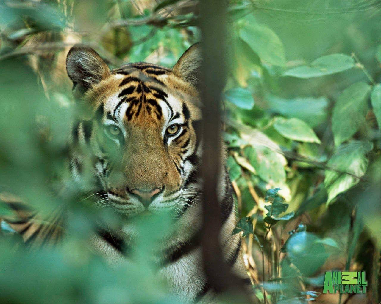 Animal Planet Tiger In A Forest Wallpaper