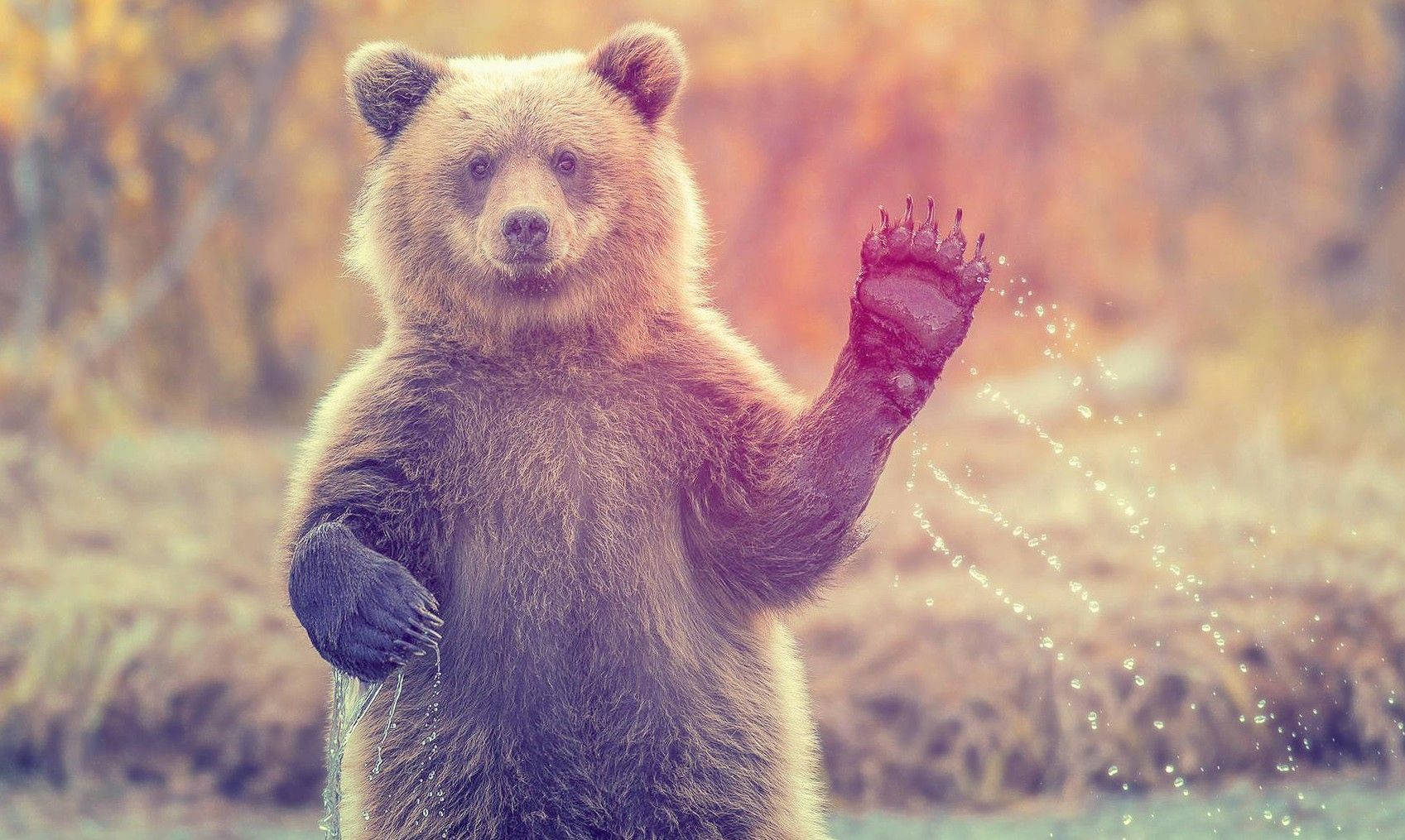 Animal Planet Waving Grizzly Bear Wallpaper