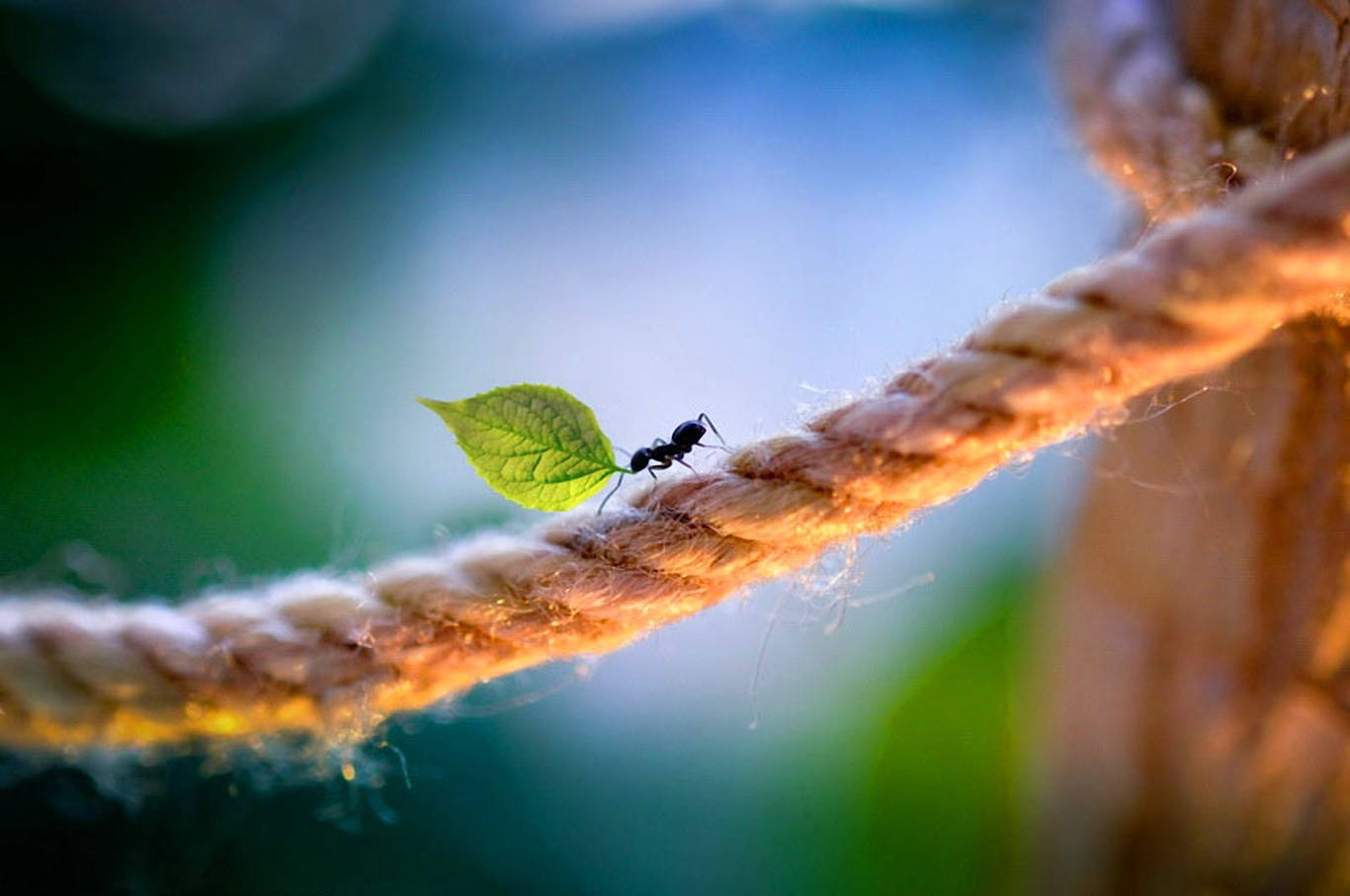 Ant Rope Wallpaper