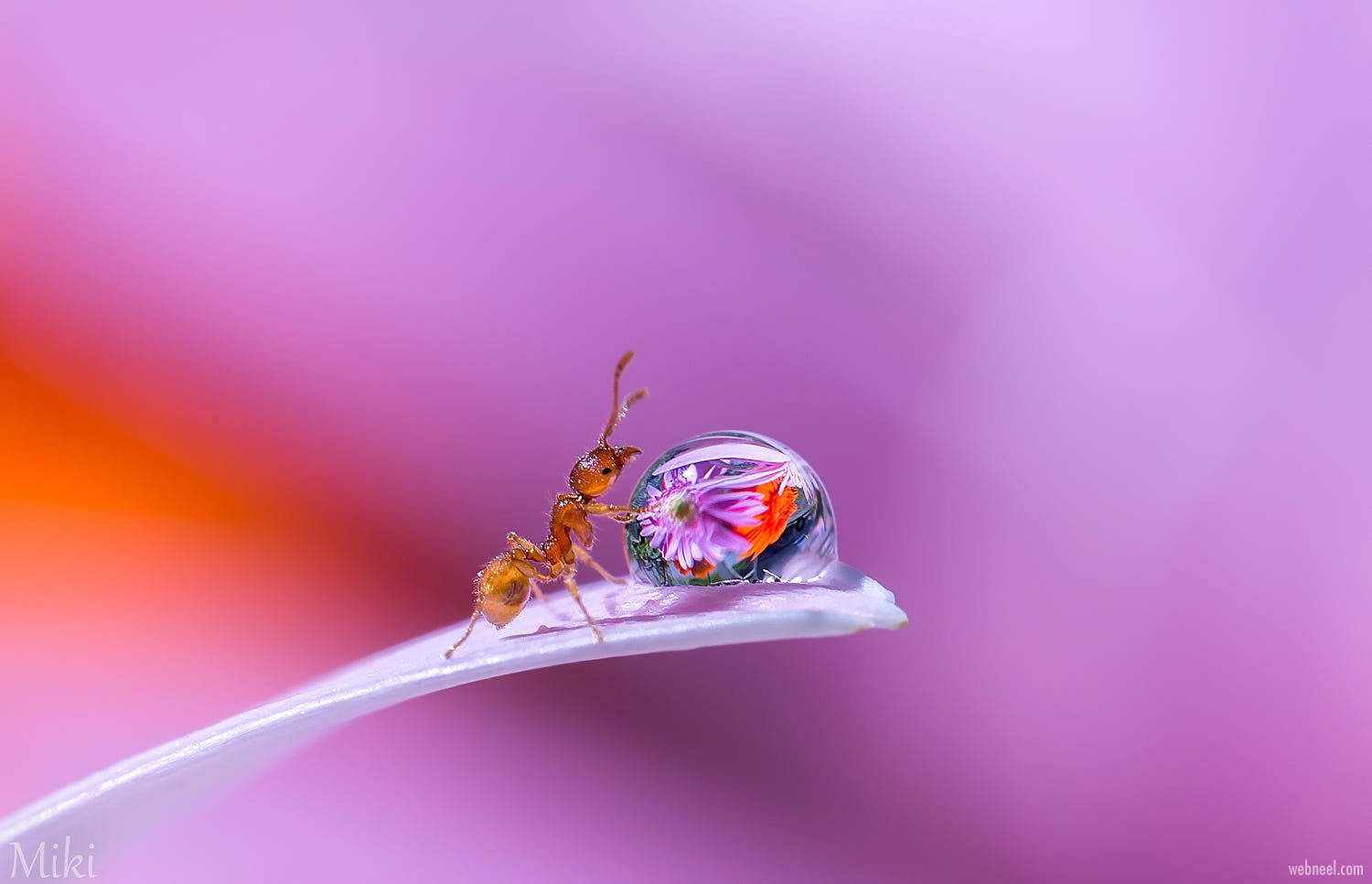 Ant Water Wallpaper