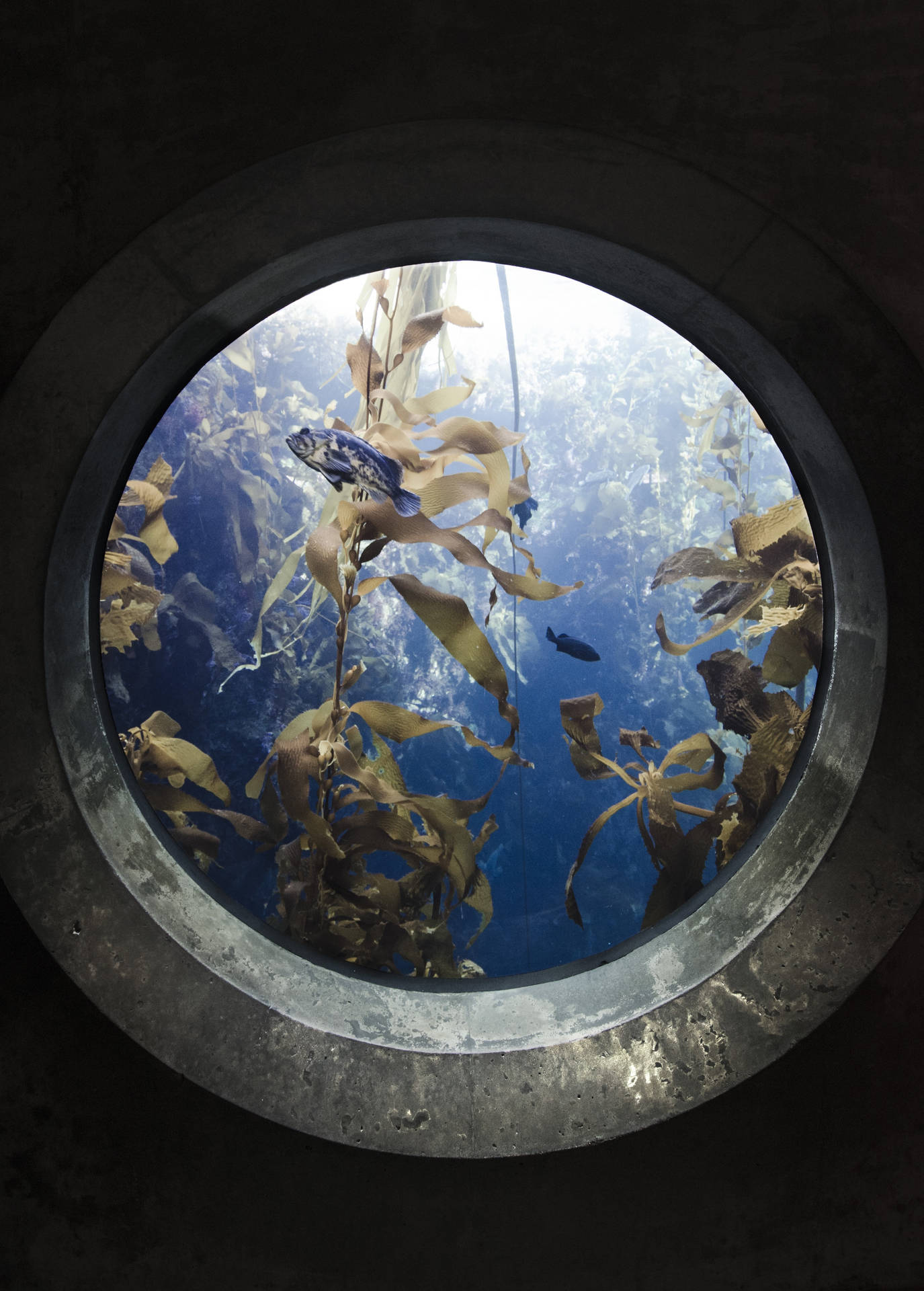 Aquarium Window Top Iphone Wallpaper