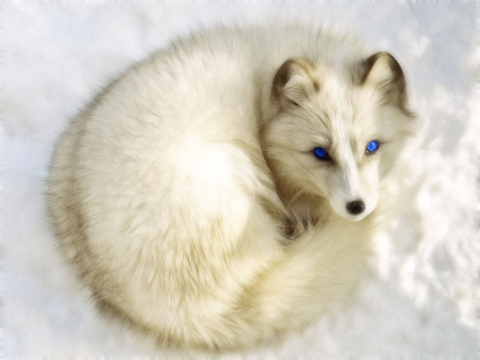 Arctic Fox Blue Eyes Wallpaper