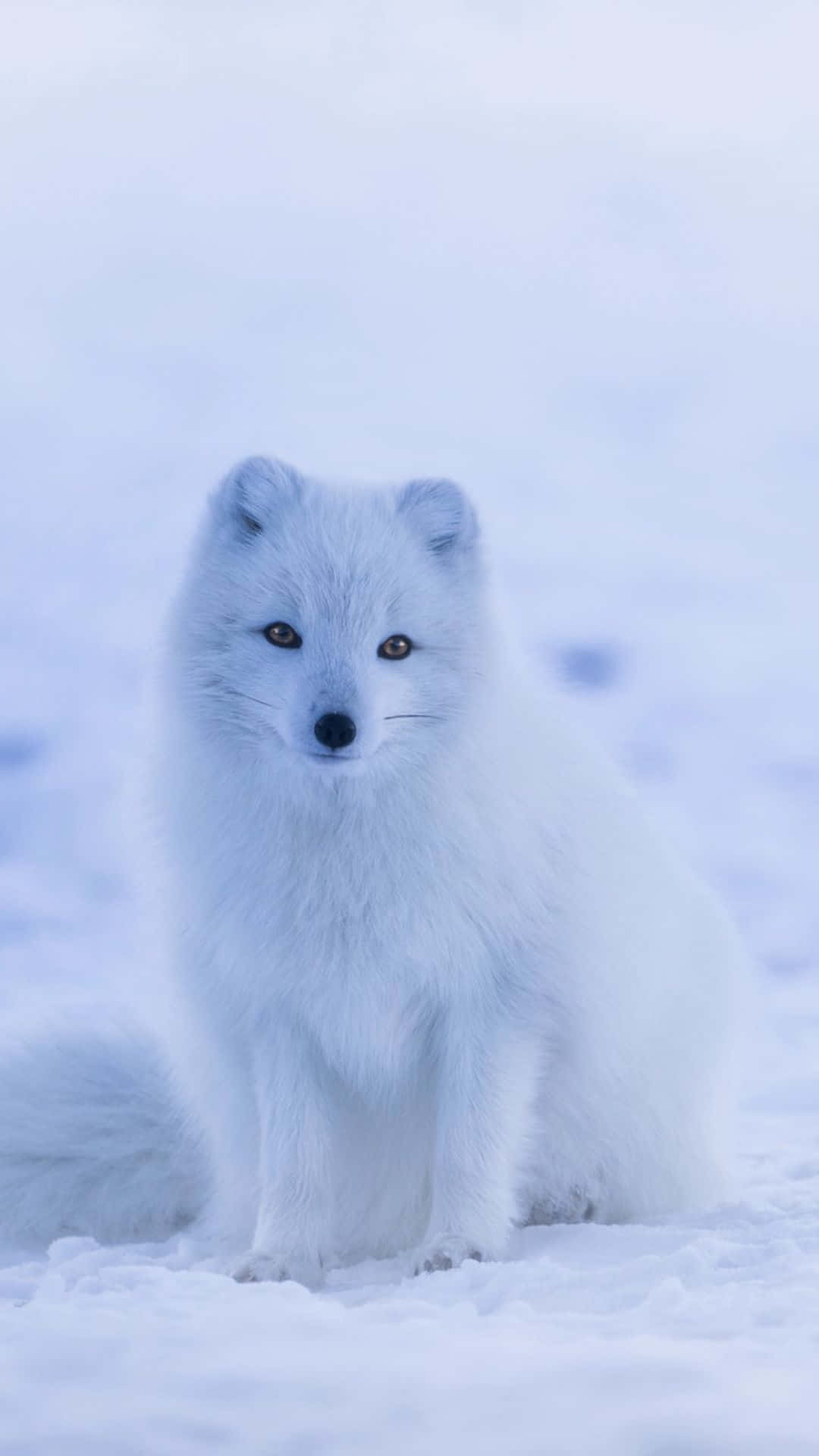 Arctic Foxes - Arctic Foxes - Arctic Foxes - Arctic Fox Wallpaper