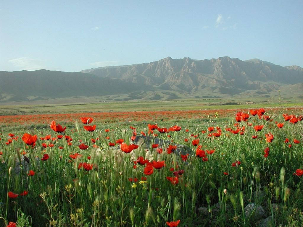 Armenia Poppy Mountains Wallpaper