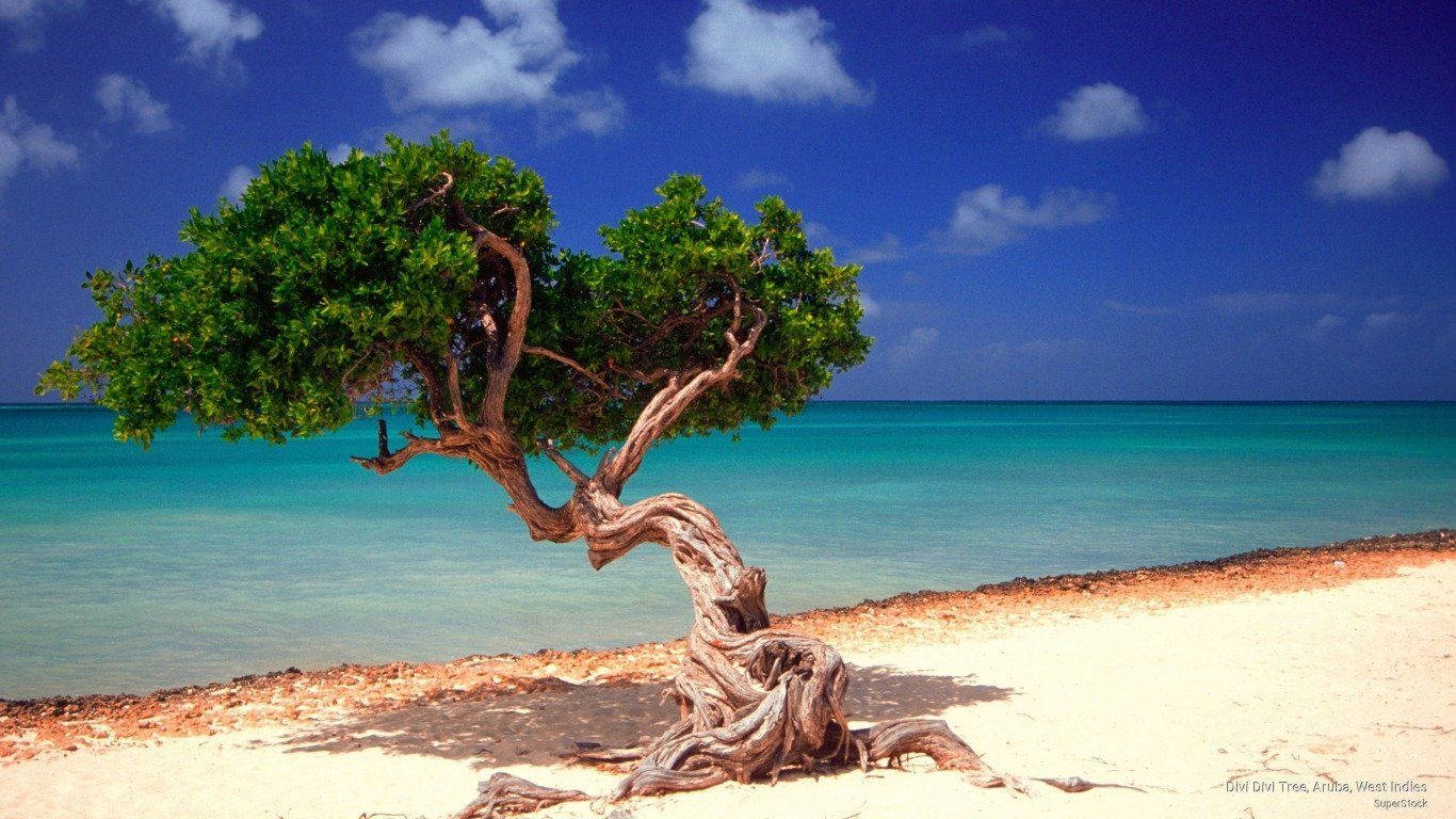 Aruba Twisted Tree Wallpaper