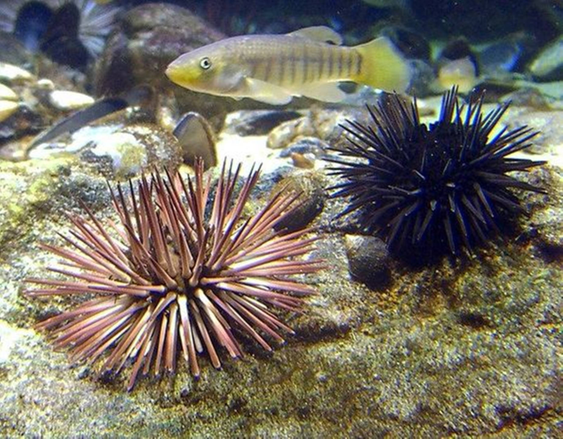 Atlantic Purple And Dark Violet Sea Urchin With Fish Wallpaper