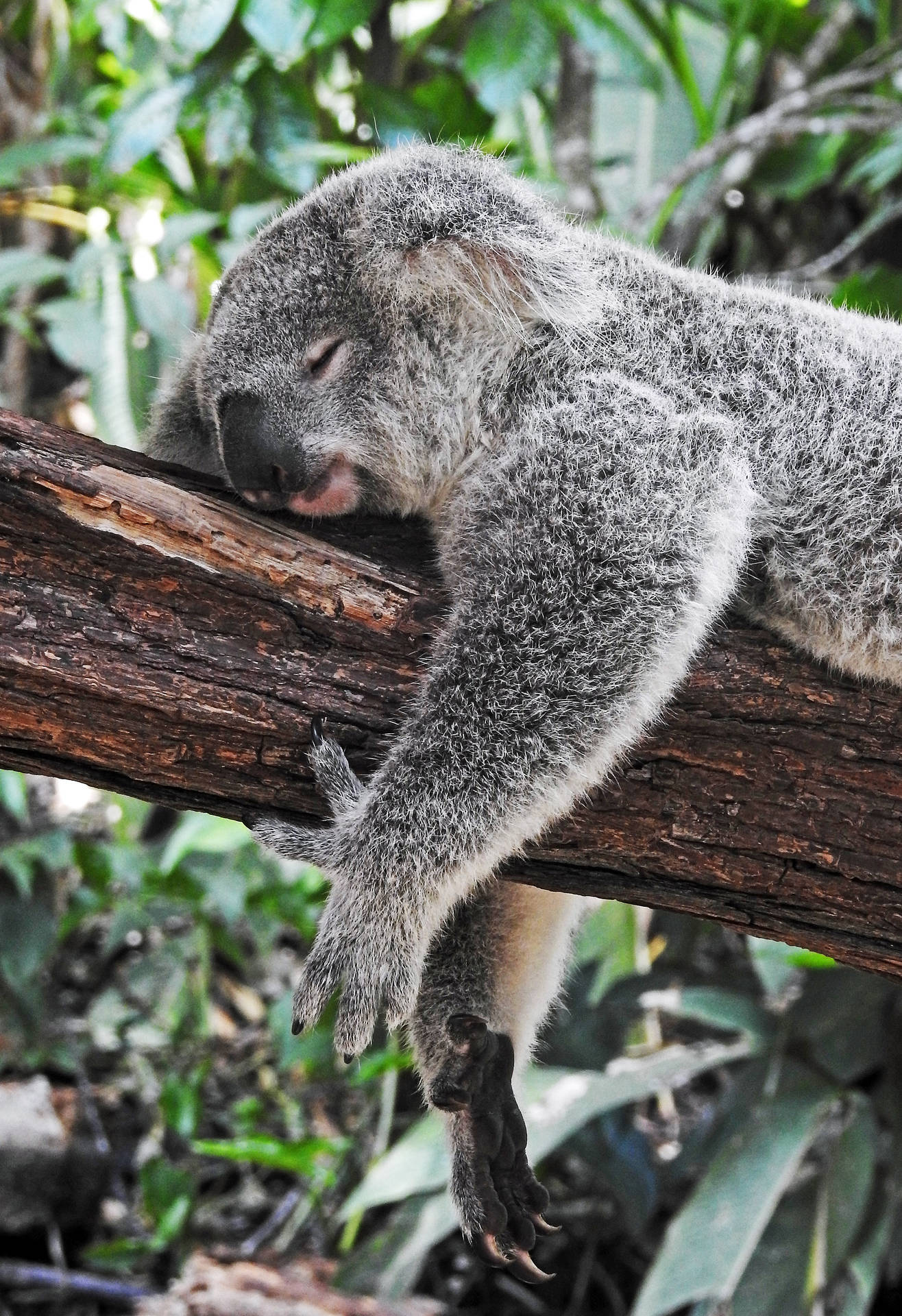 Australia Koala Bear Sleeping Wallpaper