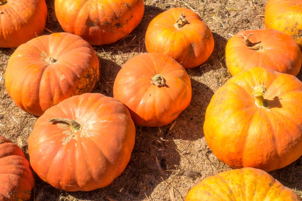 Autumn Pumpkin Display Wallpaper