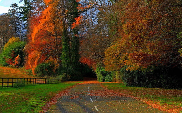 Autumn Streets Full Screen Hd Desktop Wallpaper