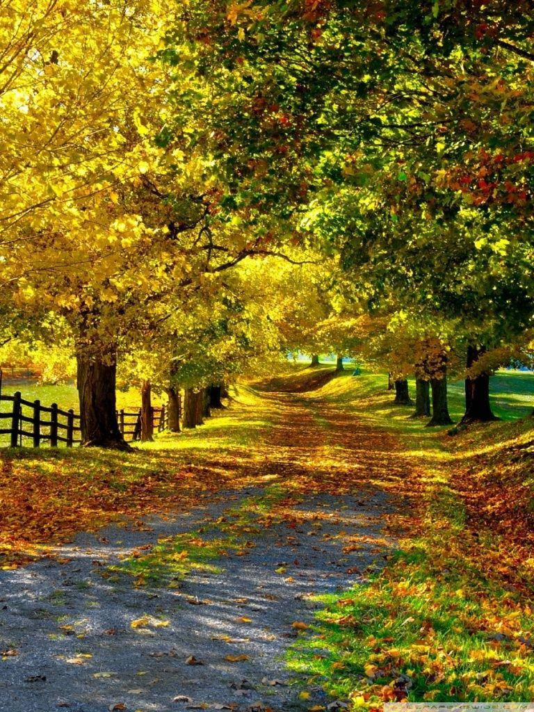 Autumn Trees Walkway Beautiful Phone Wallpaper