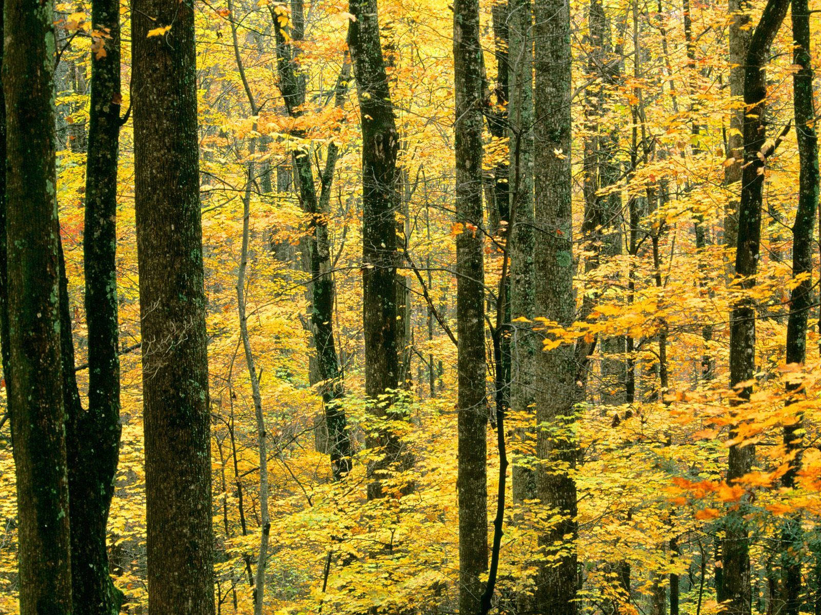 Autumn Yellow Forest Tree Wallpaper