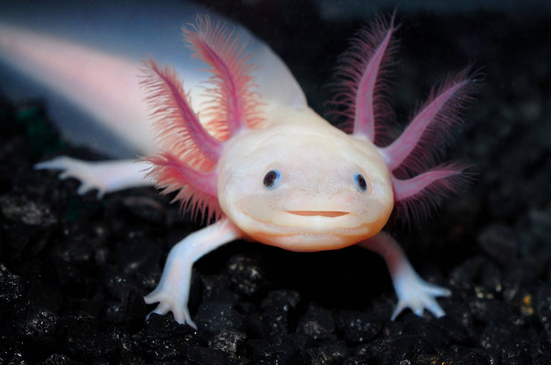 Axolotl Close-up Photography Wallpaper