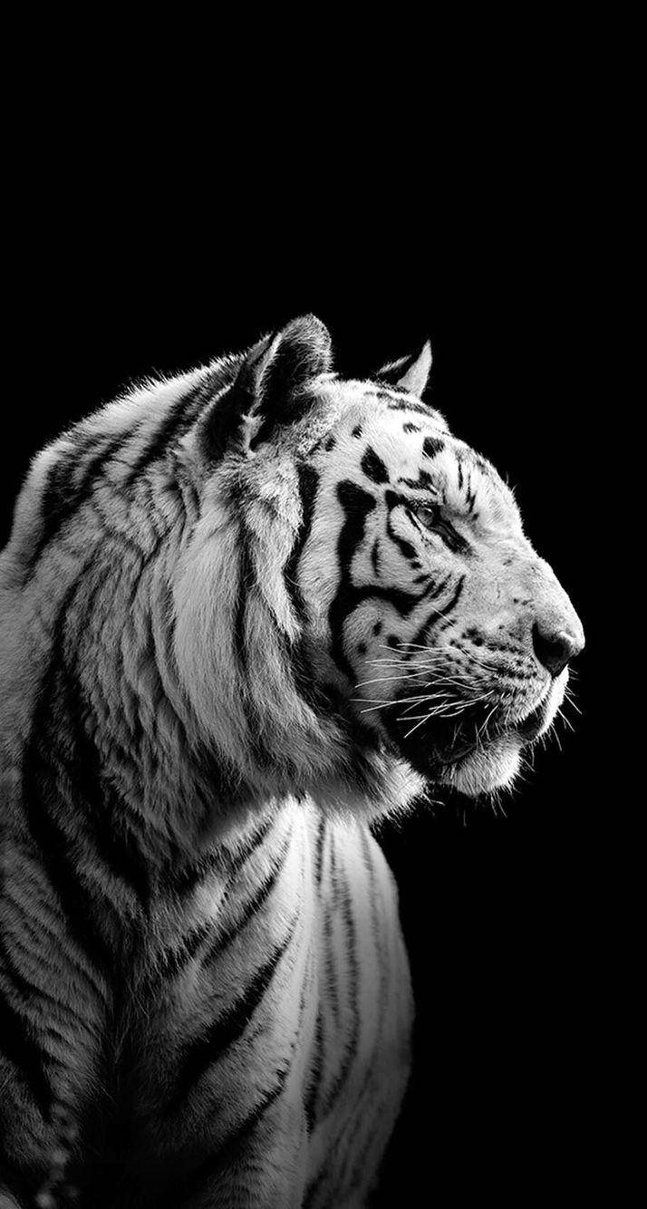 B&w Harimau Wallpaper