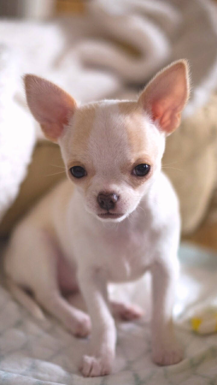 Baby Chihuahua Dog Wallpaper
