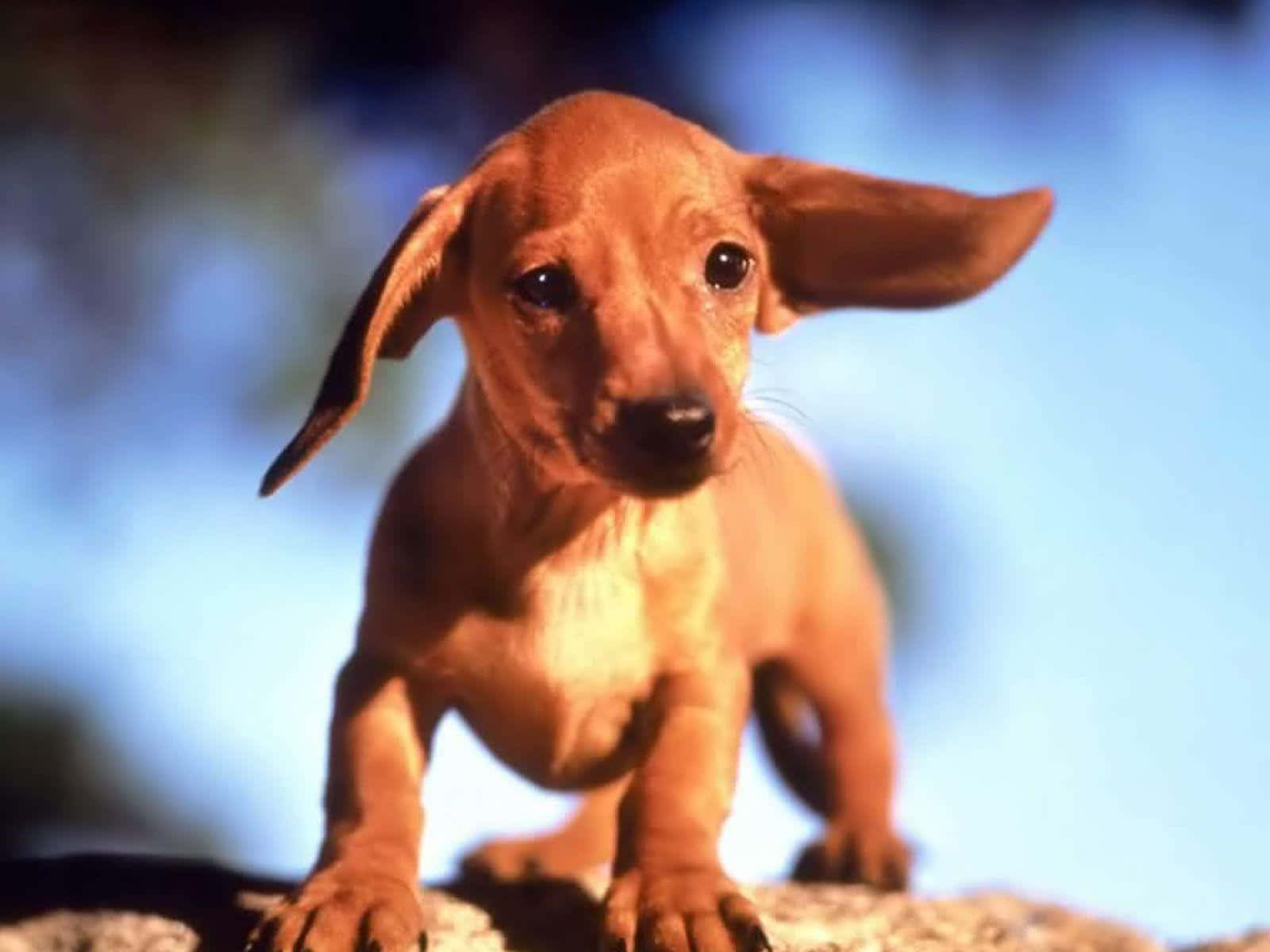 Baby Dachshund Outside Wallpaper