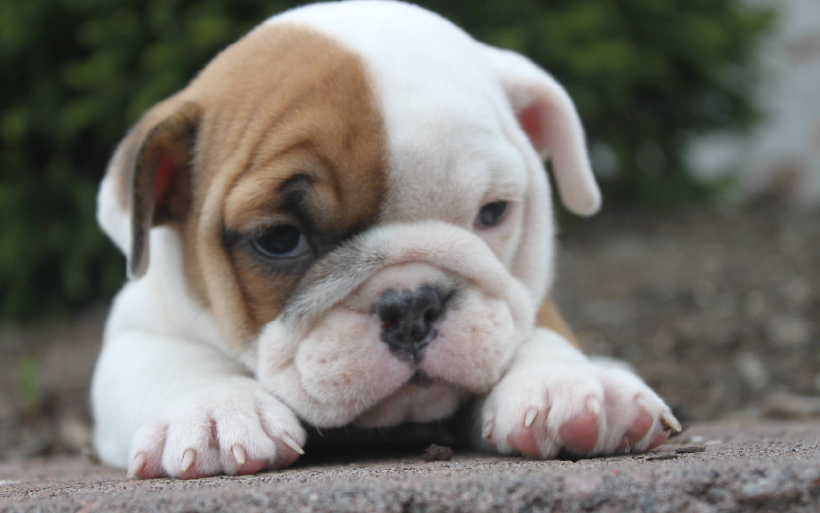 Baby English Bulldog Puppy Wallpaper