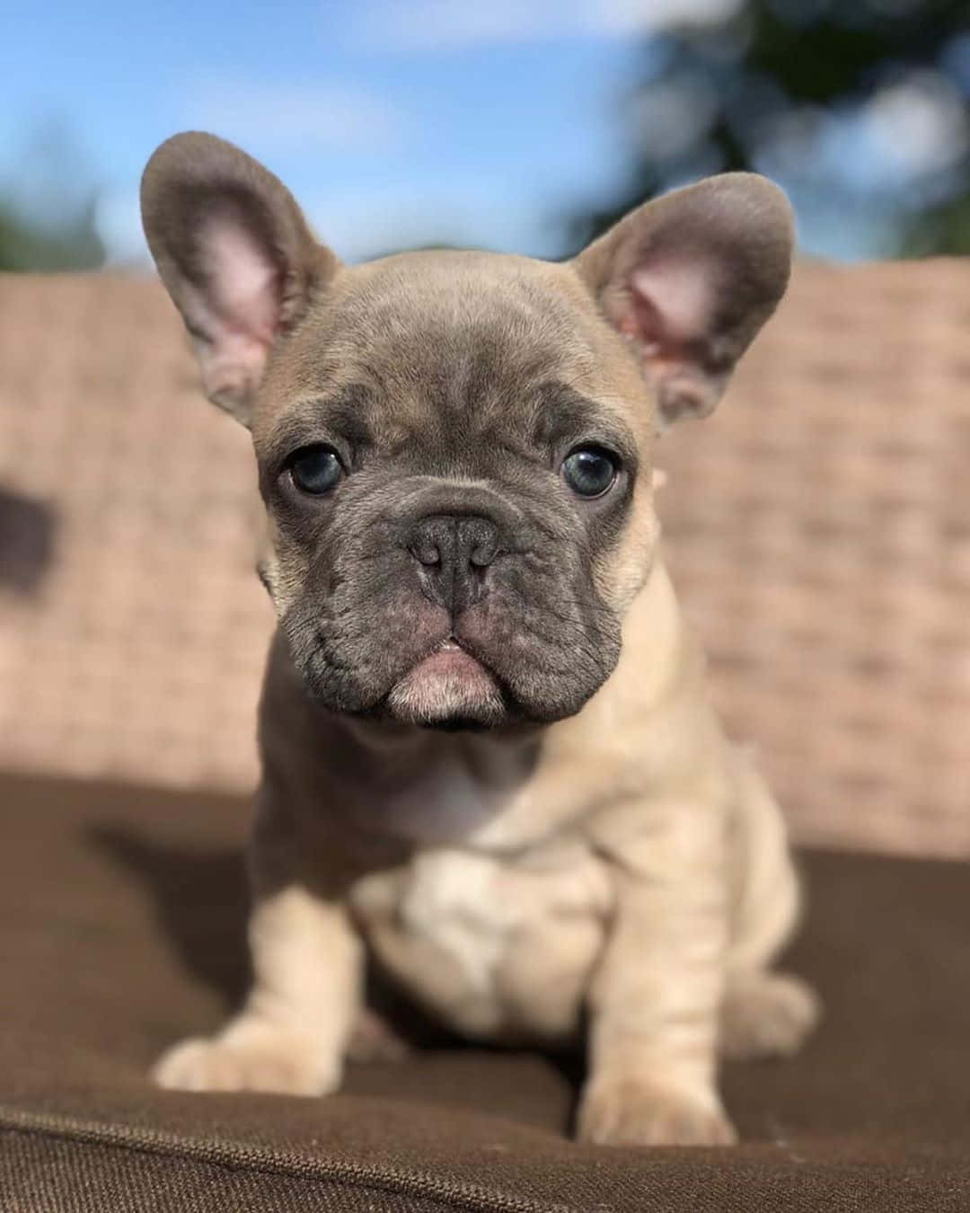 Baby French Bulldog Moody Face Wallpaper