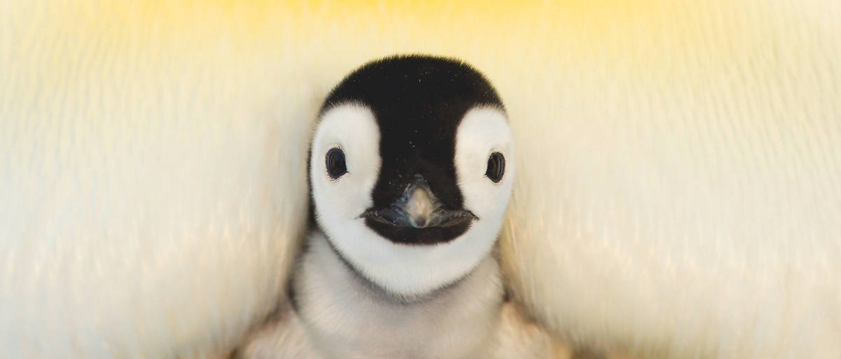 Baby Penguin Being Squeezed Wallpaper