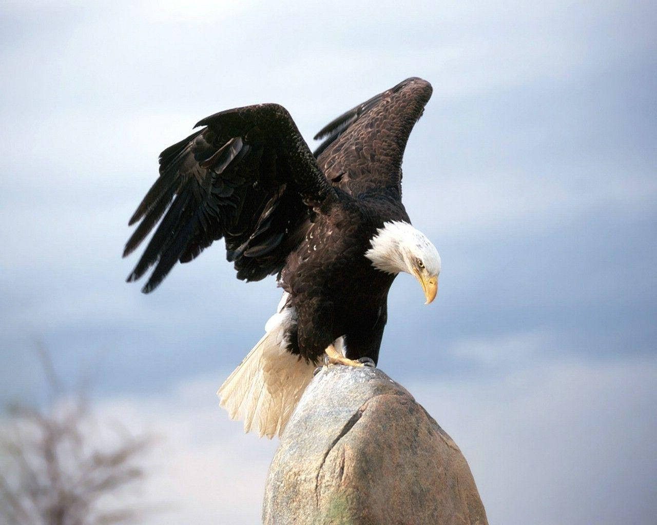 Bald Eagle Perched On Rock Wallpaper