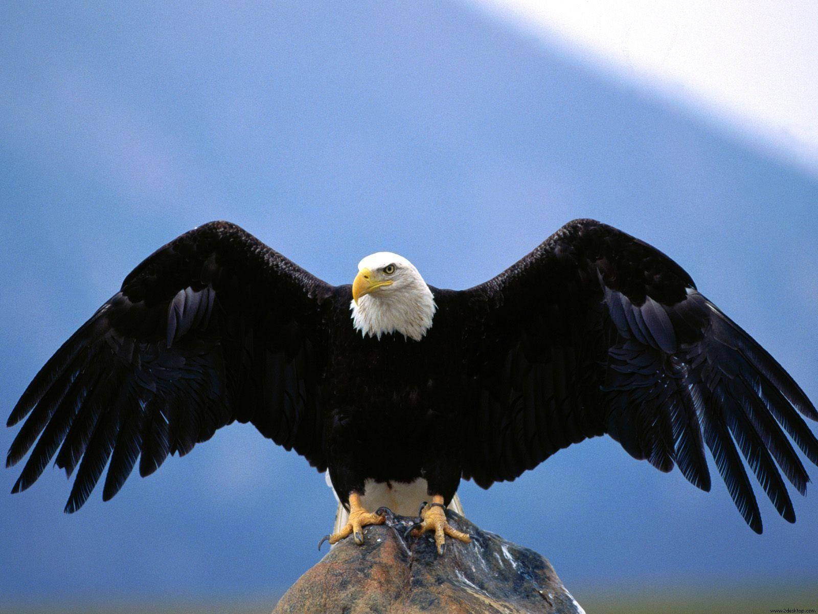 Bald Eagle Spread Wings Wallpaper