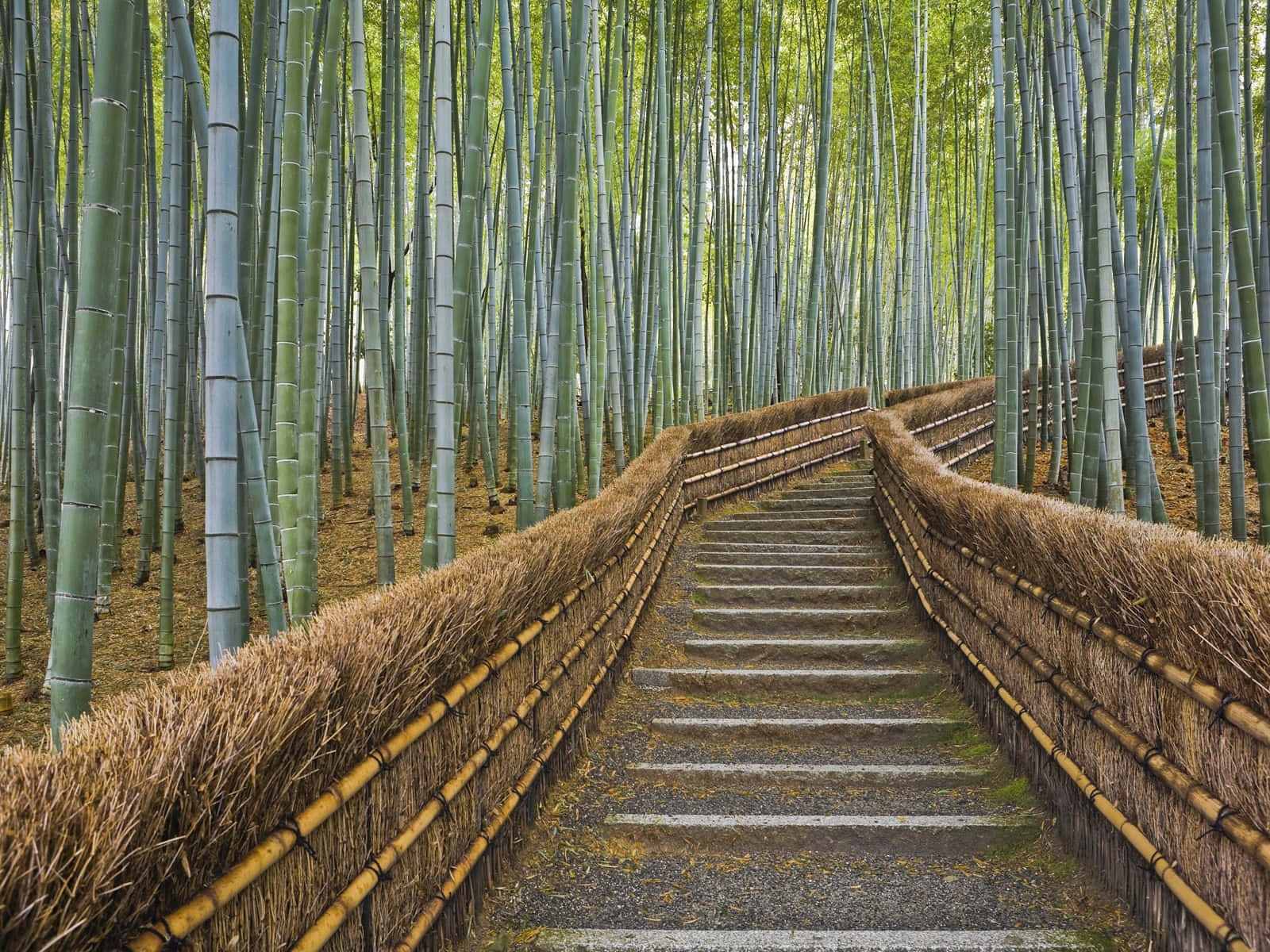 Bamboo Forest Stone Pathway Wallpaper
