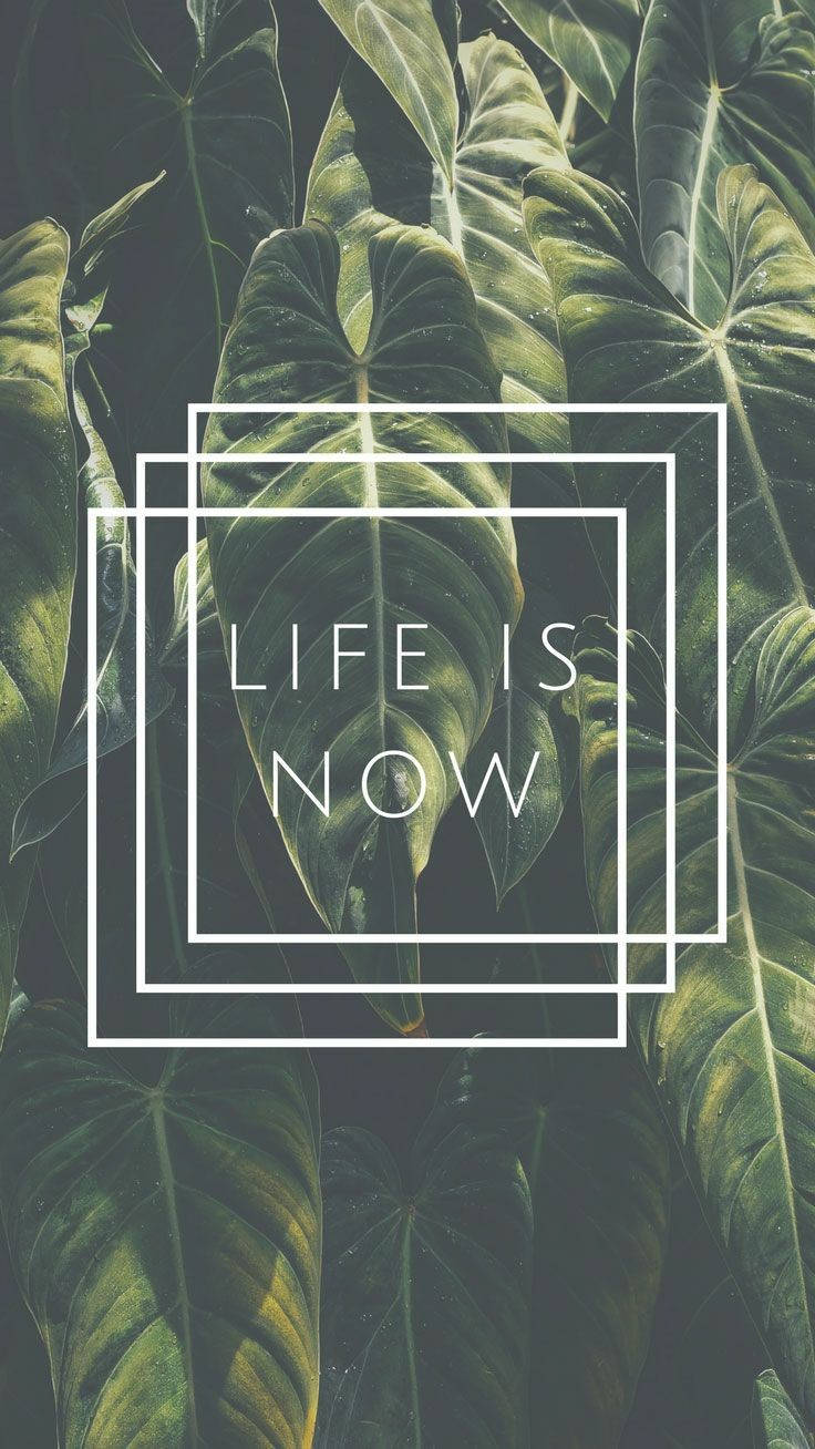 Basic Life Is Now Wallpaper