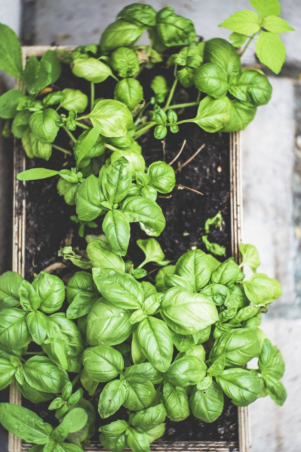 Basil Herbs Plant Box Top View Wallpaper