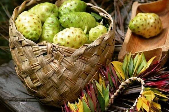 Basket Of Noni Fruits Wallpaper