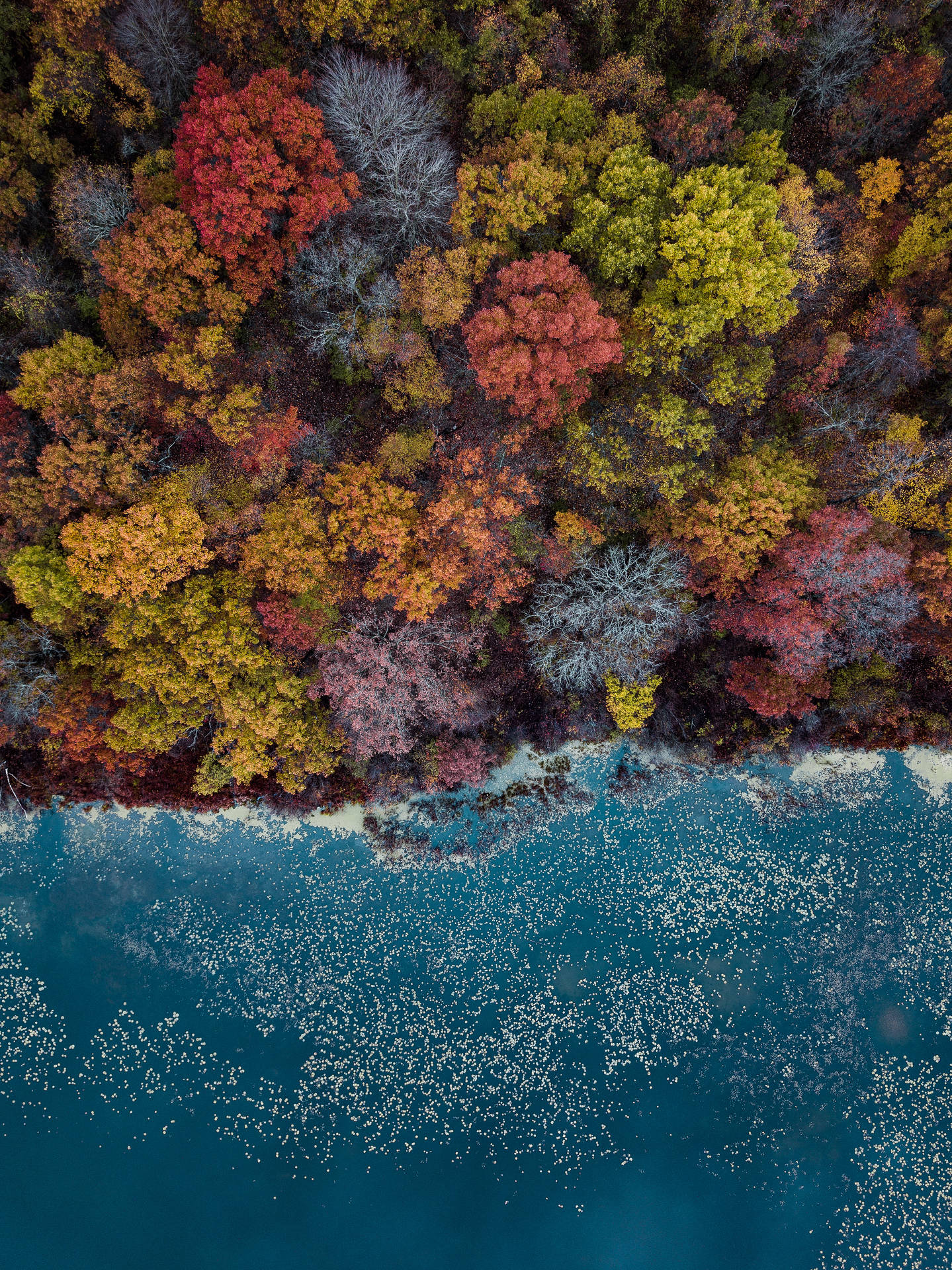 Beachside Autumn Trees Aerial View Wallpaper