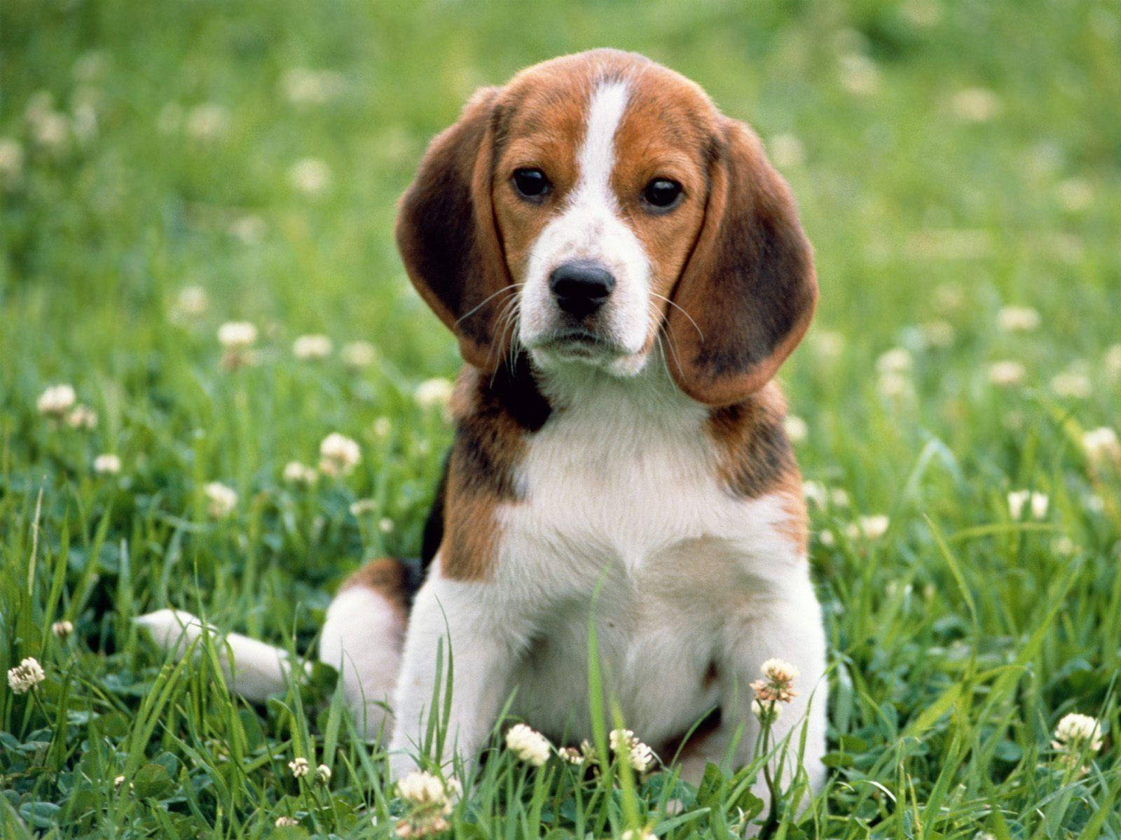 Beagle Dog On Grass With Flowers Wallpaper