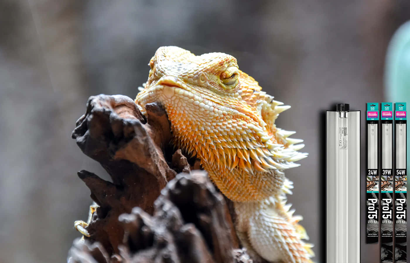 Bearded Dragon Baskingon Log Wallpaper