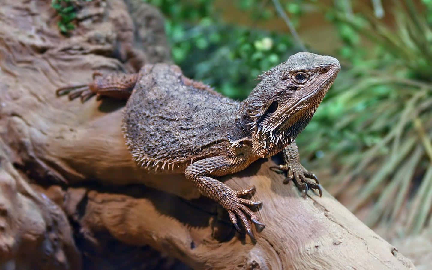 Bearded Dragon On Branch.jpg Wallpaper