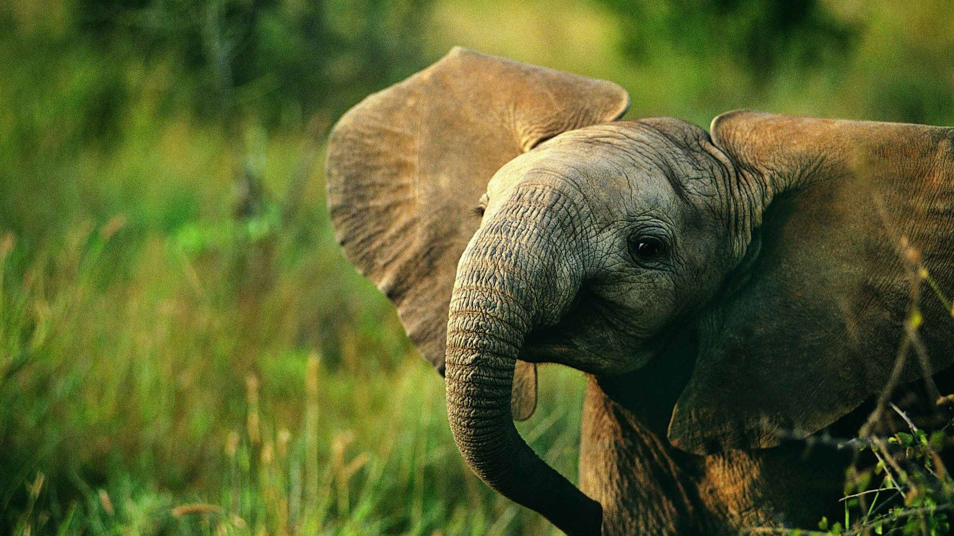 Beautiful Baby Elephant Frolicking In Nature Wallpaper