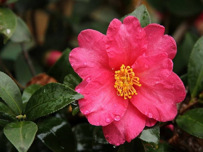 Beautiful Blossom Of Camellia Sasanqua Wallpaper