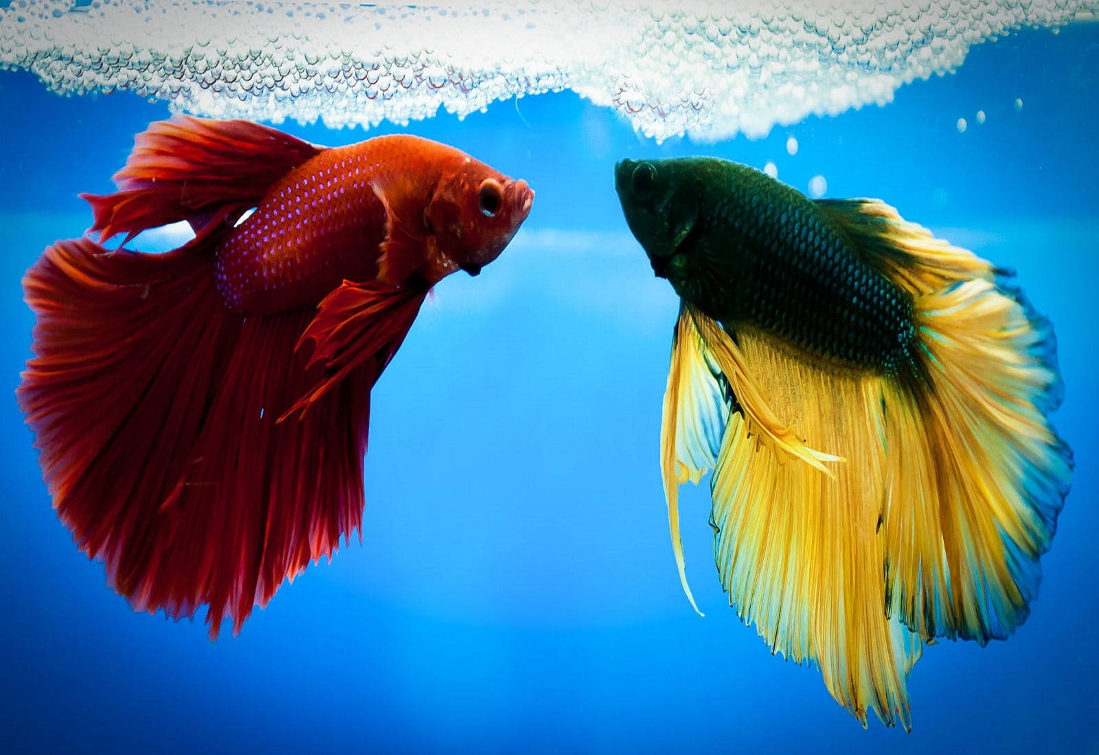 Beautiful Fish Betta Wallpaper