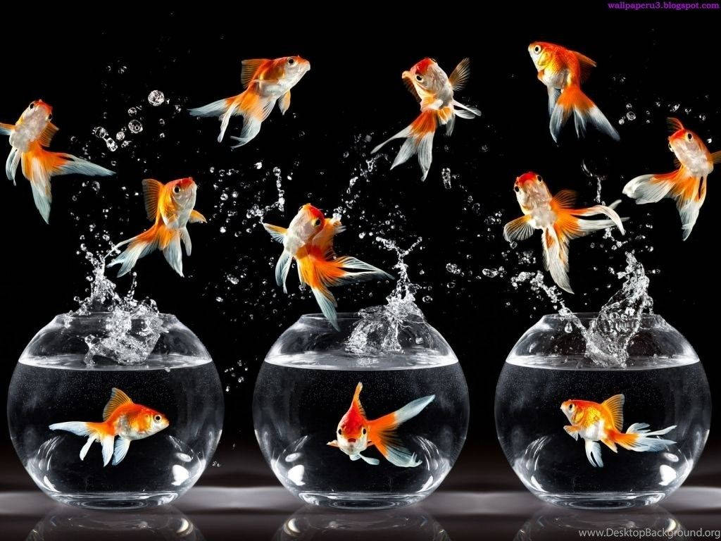 Beautiful Fish Jumping Wallpaper