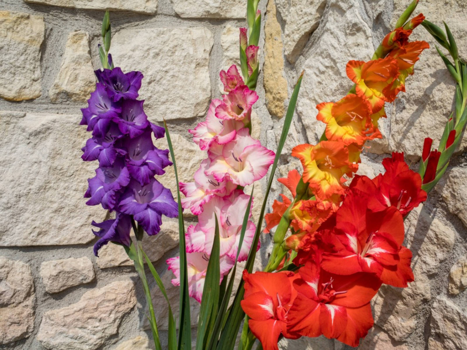 Beautiful Gladiolus Flowers Wallpaper