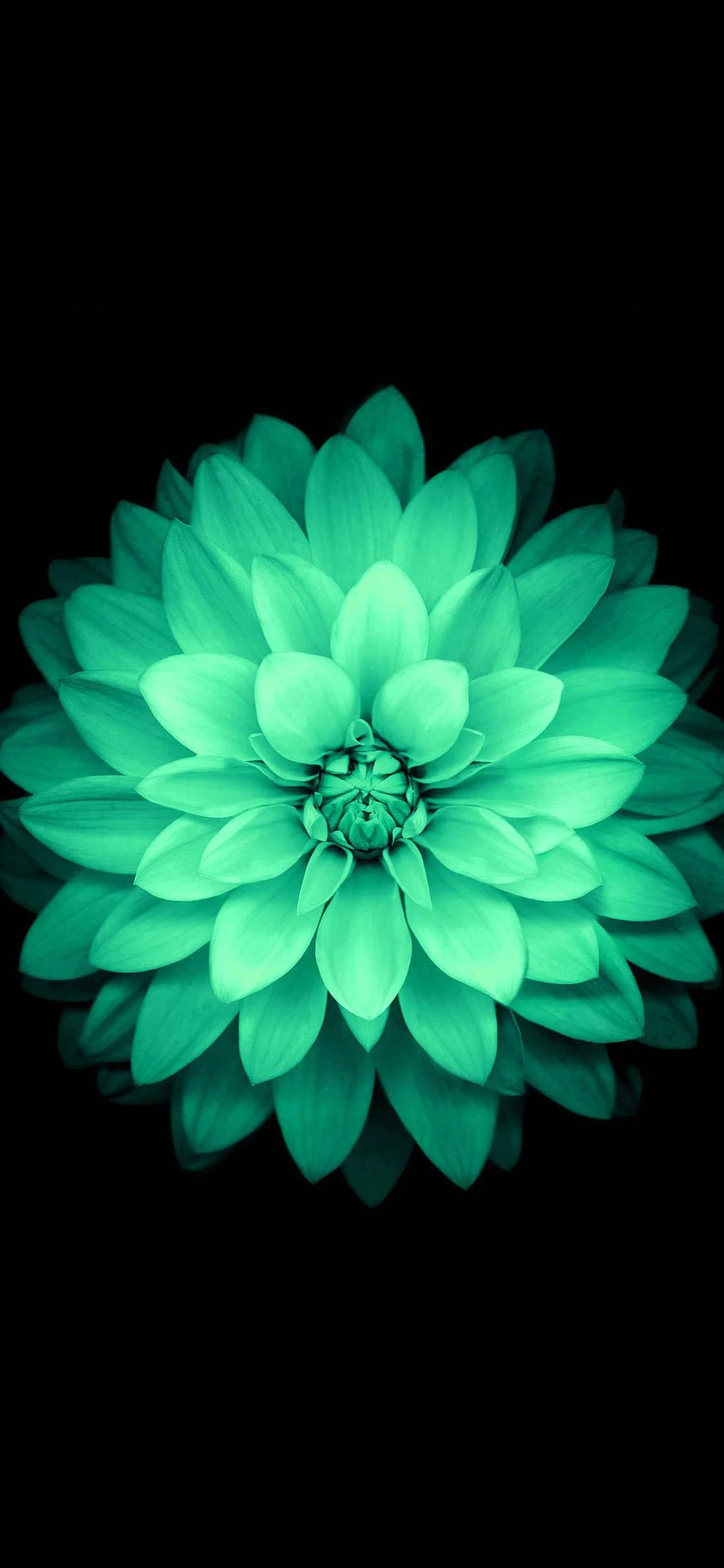 Beautiful Green Lotus Apple Flower Wallpaper