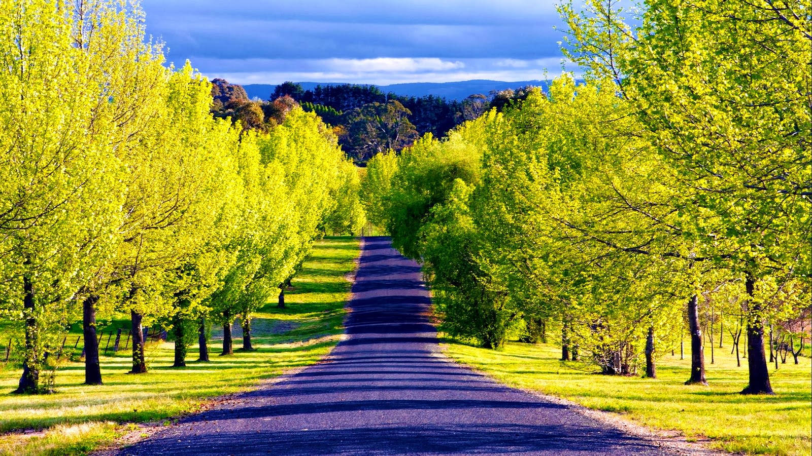 Beautiful Road Green Trees Wallpaper