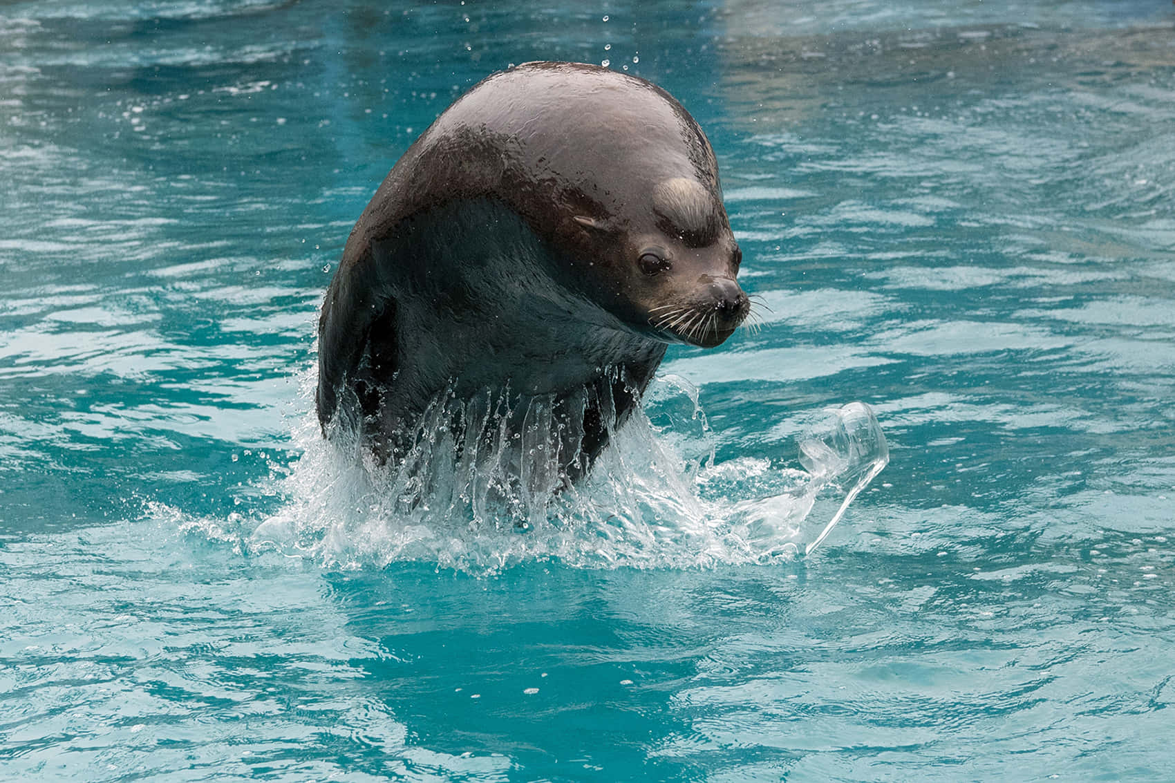 Beautiful Sea Lion Lounging On The Shores Wallpaper