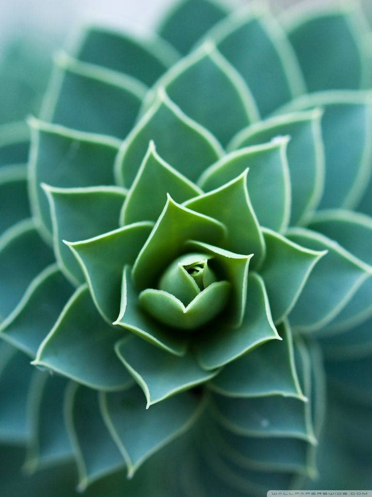 Beautiful Symmetrical Plant Leaves Wallpaper