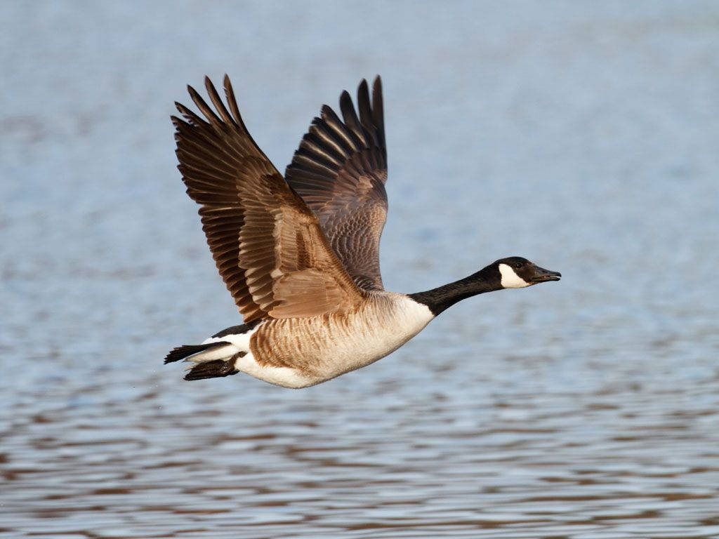 Beautiful Wild Goose Wallpaper