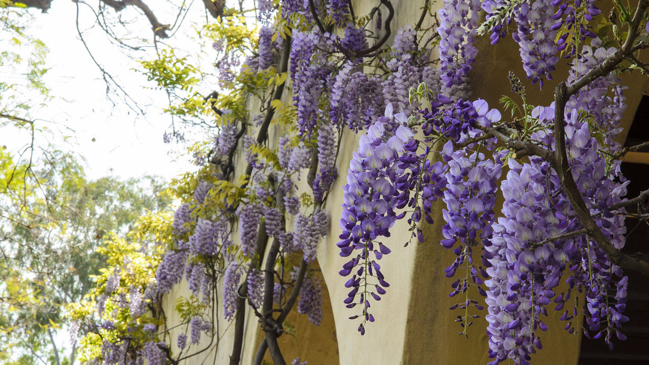 Beautiful Wisteria Flowers Blooming At Caltech University Wallpaper