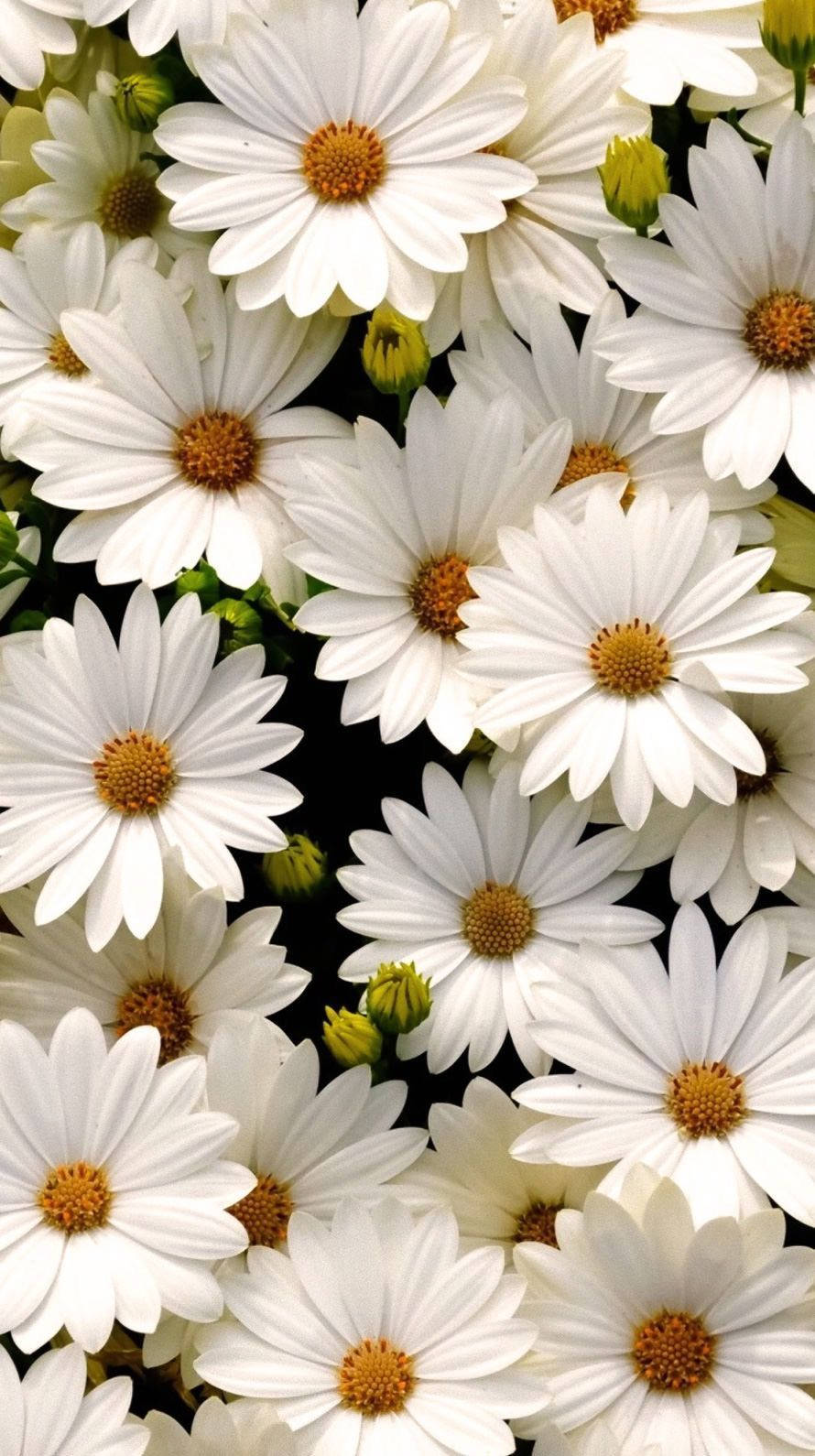 Bed Of White Daisy Aesthetic Wallpaper