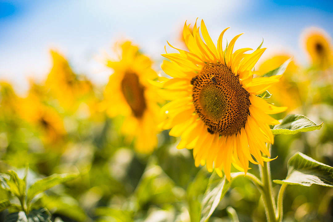 Bees In Sunflower Aesthetic Garden Wallpaper