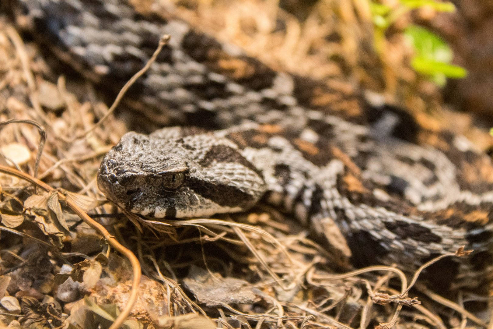 Berg Adder Mountain Viper Wallpaper