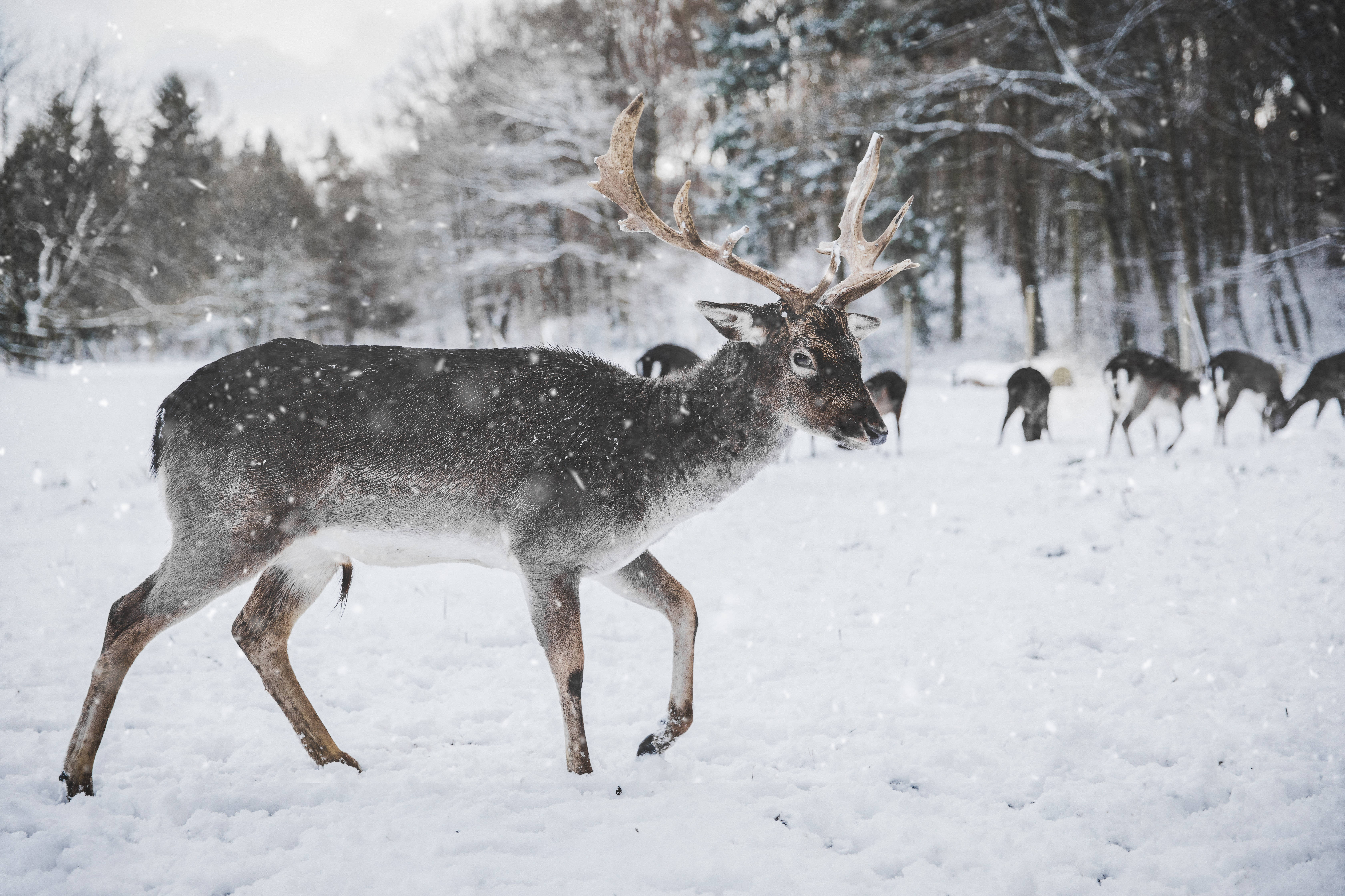 Big Buck Snowy Day Wallpaper